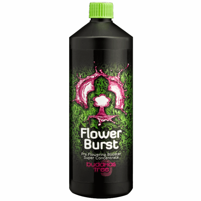 Buddhas Tree Flower Burst