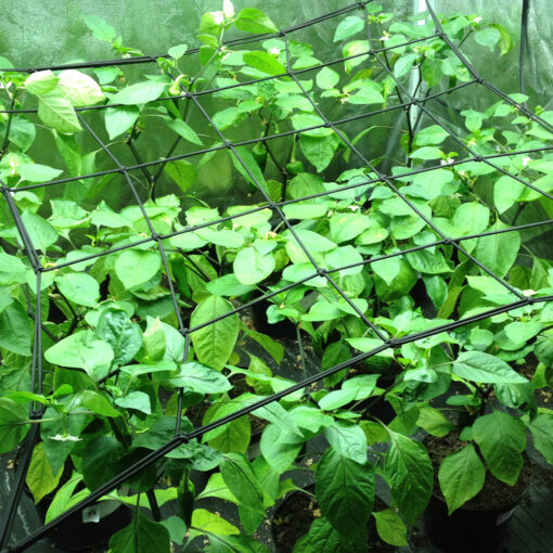 Plant Support Tent Net Elastic 100cm x 100cm - Image 3