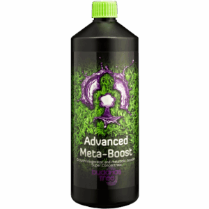 Buddhas Tree Meta Boost