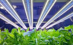 LED Lighting