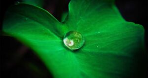 The Environmental Impact of Mylar: Is Cannabis Packaging Going Green?